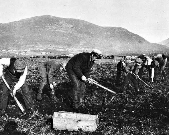 Potethøsting på Svanviken i 1915